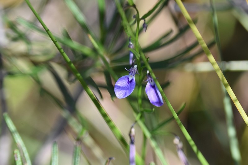 Pigea vernonii photo 2