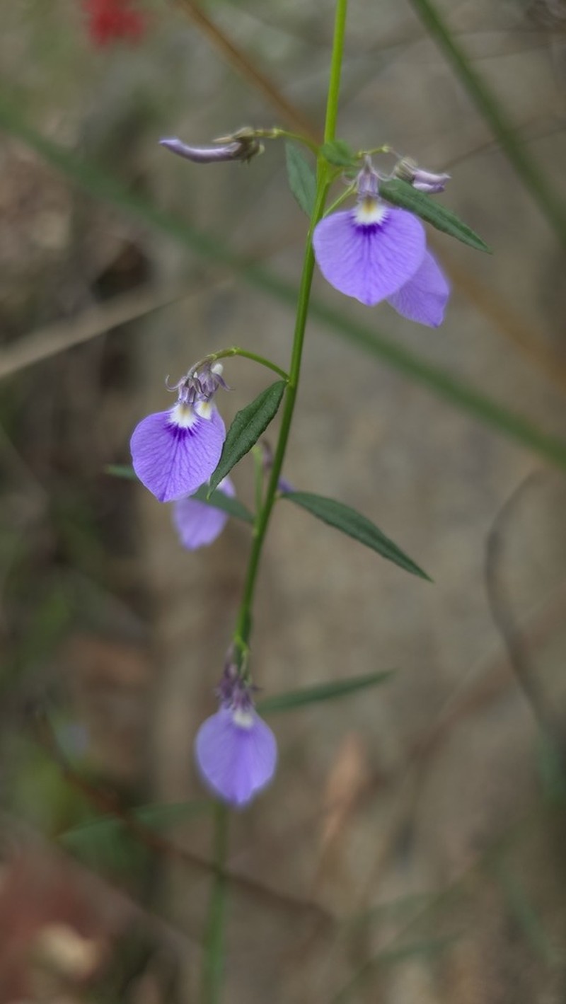 Pigea vernonii photo 3