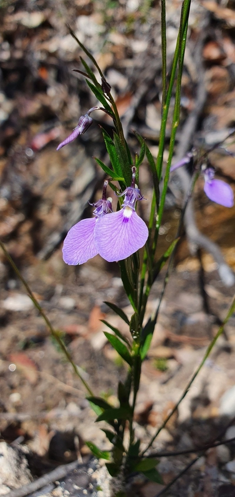 Pigea vernonii photo 4