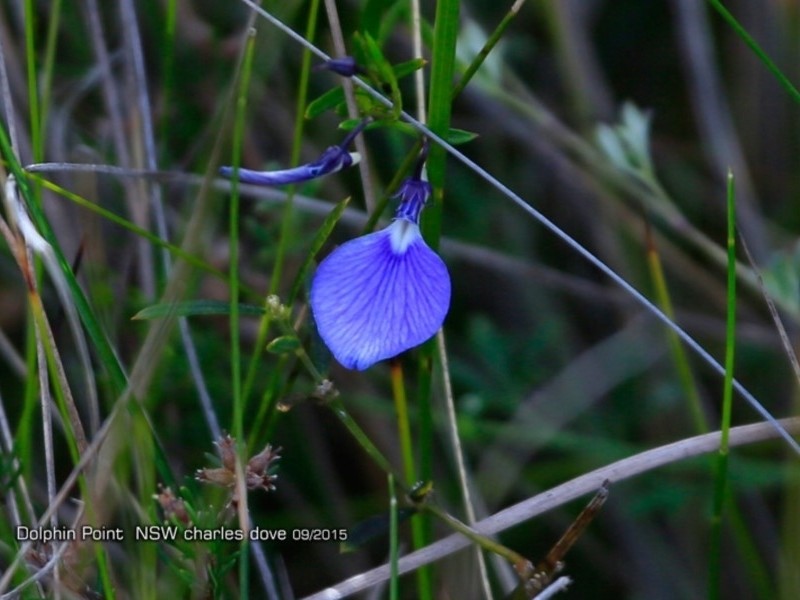 Pigea vernonii photo 6