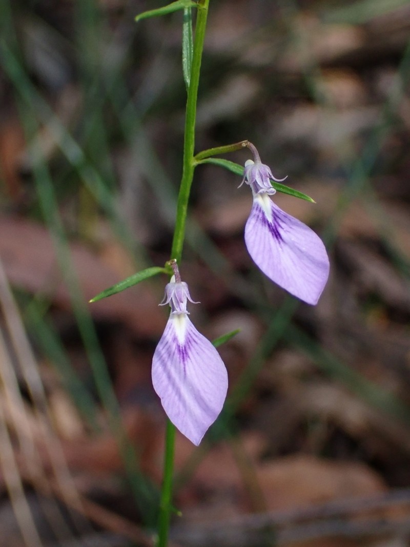 Pigea vernonii photo 8