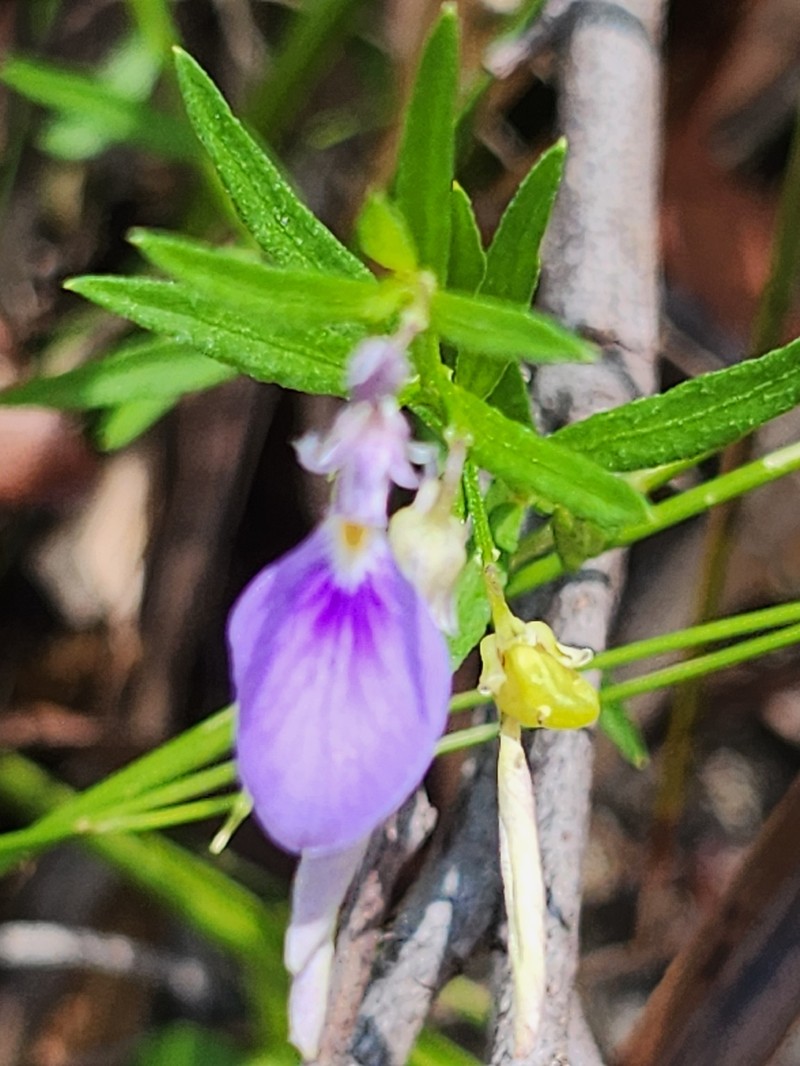 Pigea vernonii subsp. scabra
