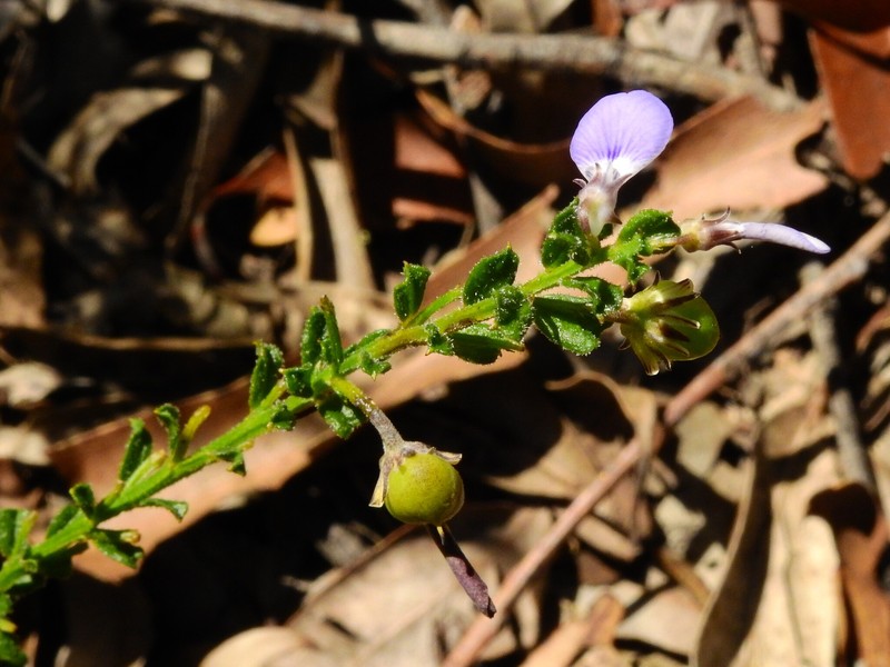 Pigea vernonii subsp. scabra photo 2