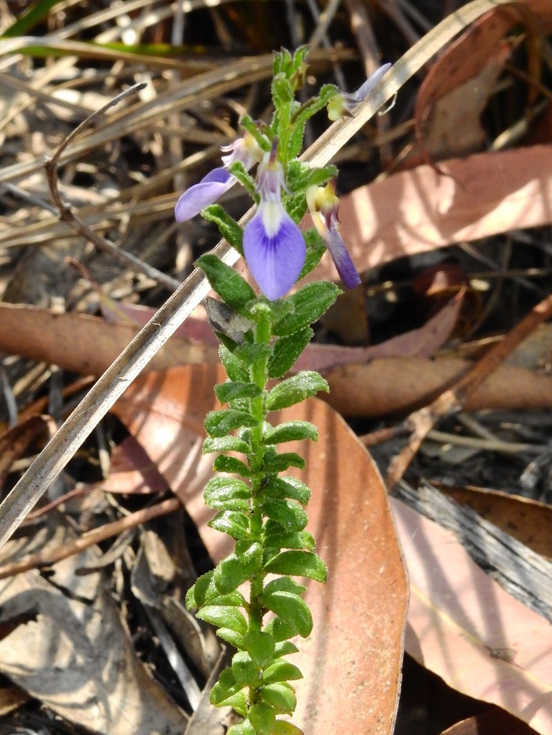 Pigea vernonii subsp. scabra photo 3