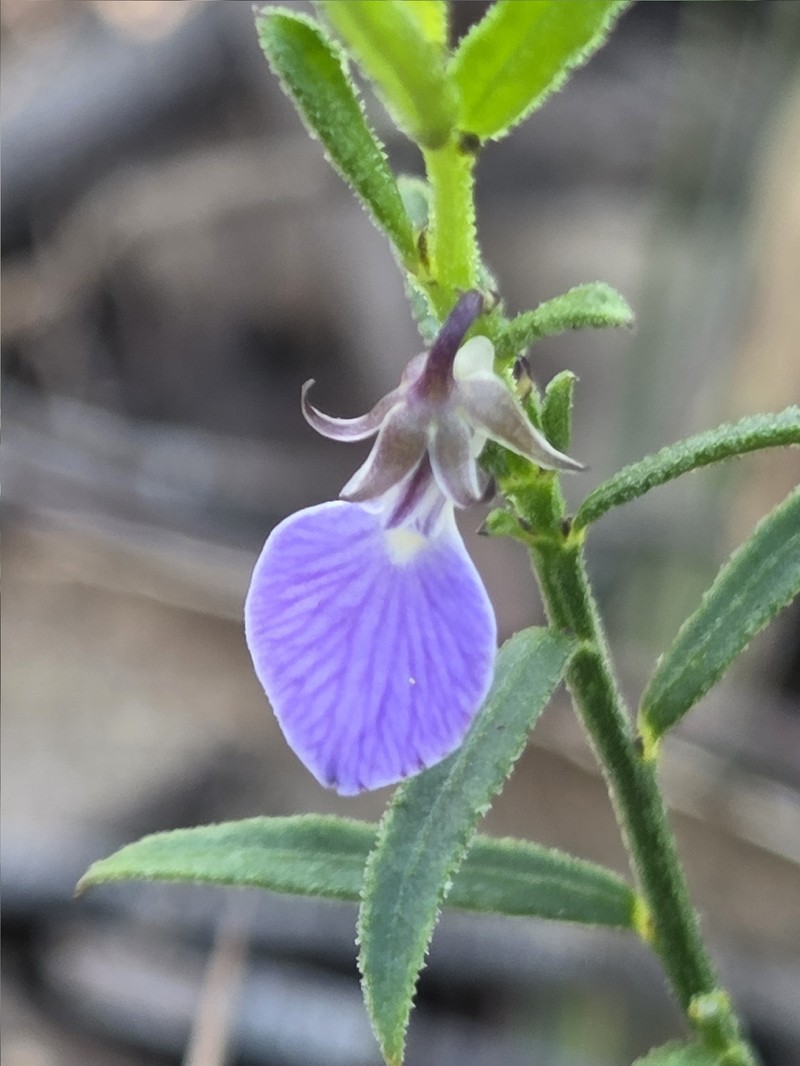 Pigea vernonii subsp. scabra photo 4