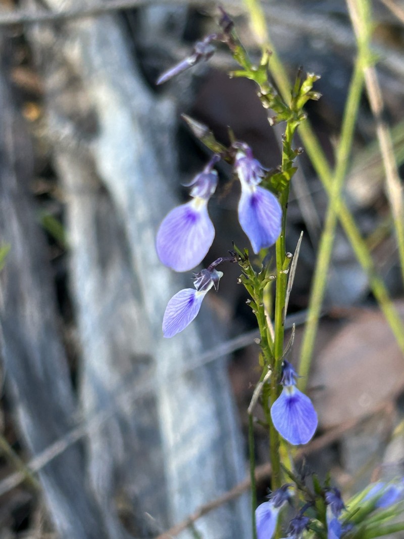 Pigea vernonii subsp. vernonii