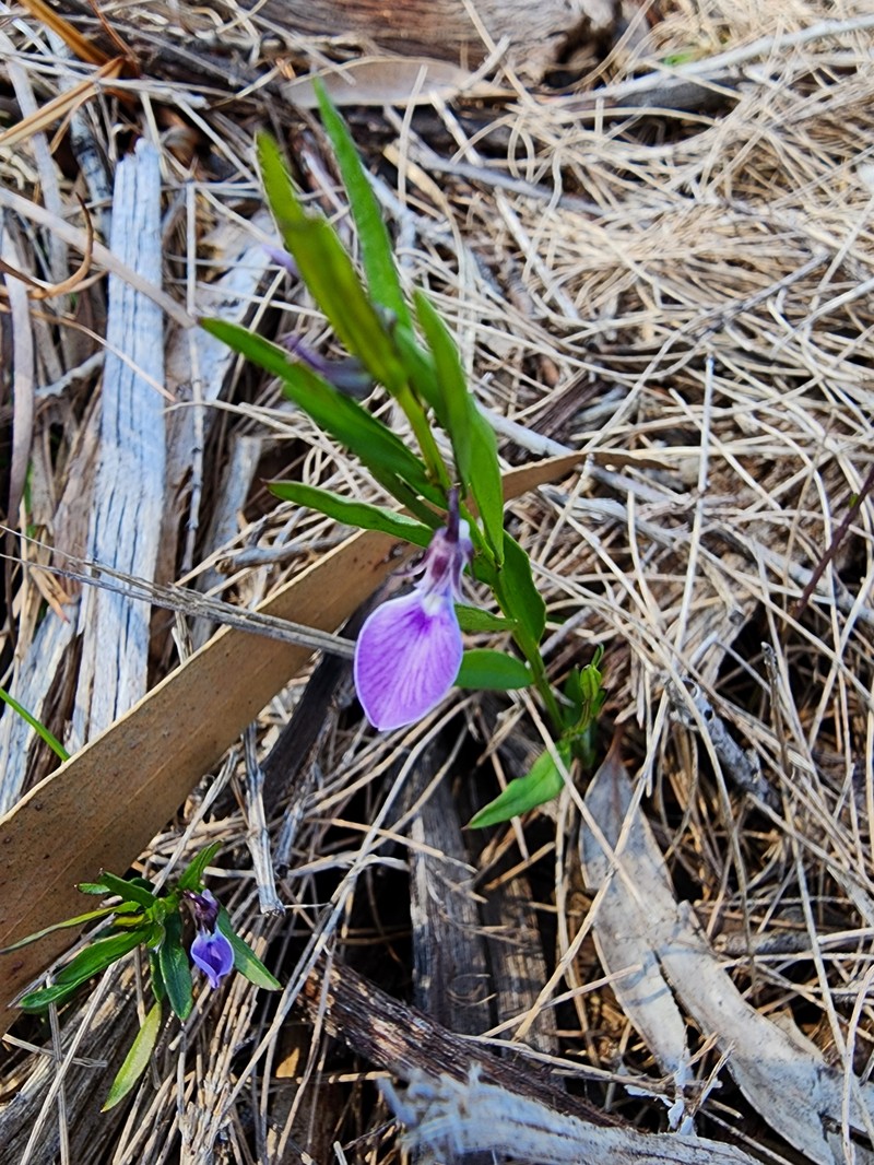 Pigea vernonii subsp. vernonii photo 2