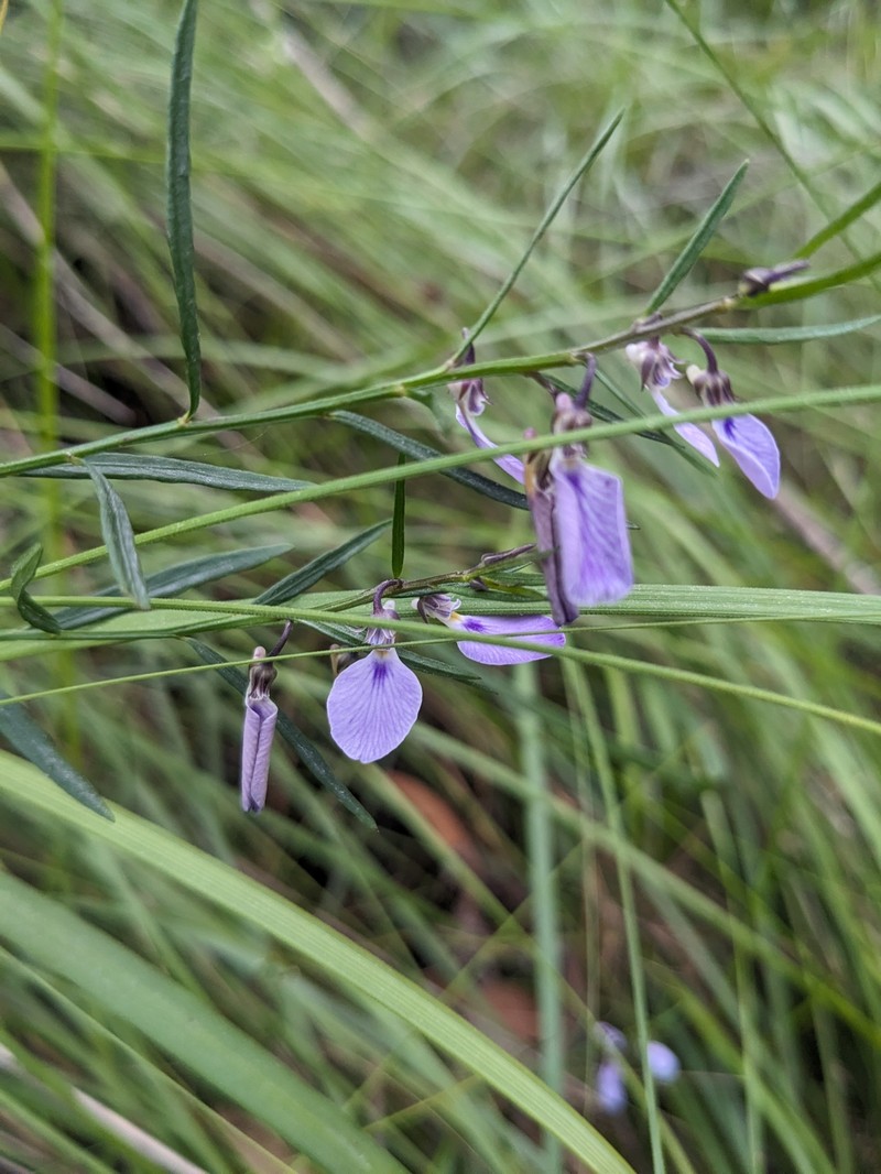 Pigea vernonii subsp. vernonii photo 3