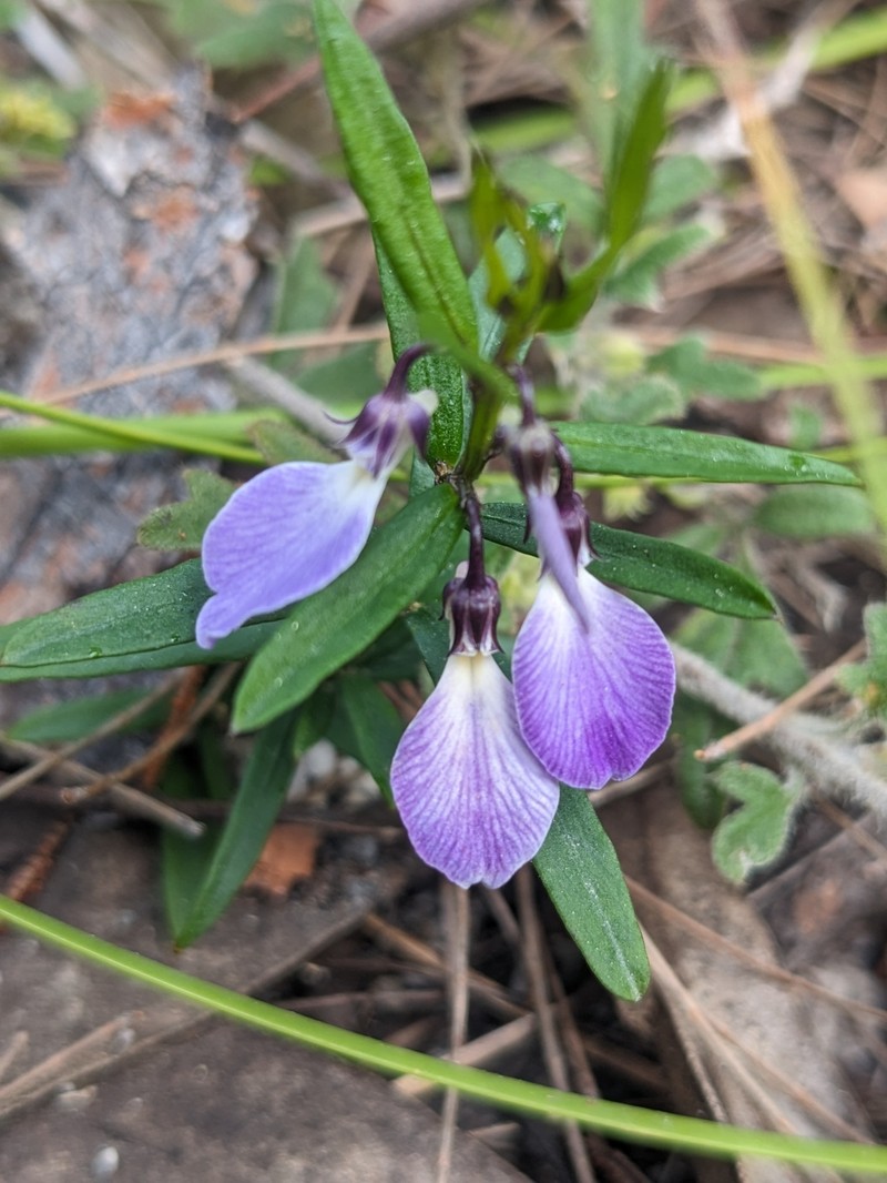 Pigea vernonii subsp. vernonii photo 4