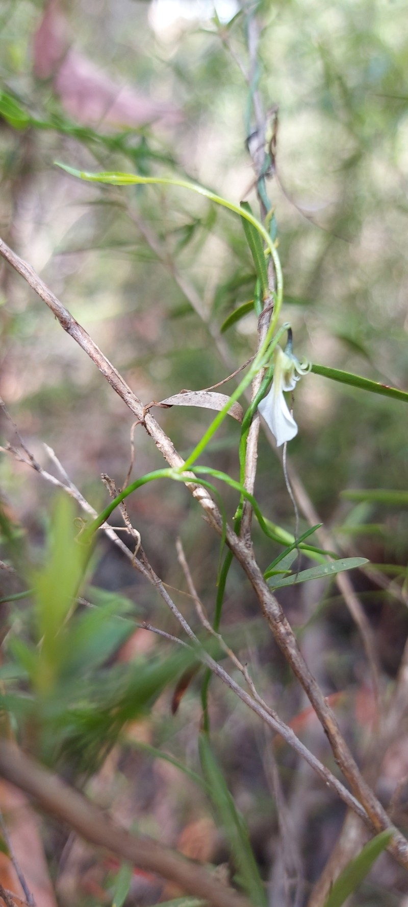 Pigea volubilis photo 6