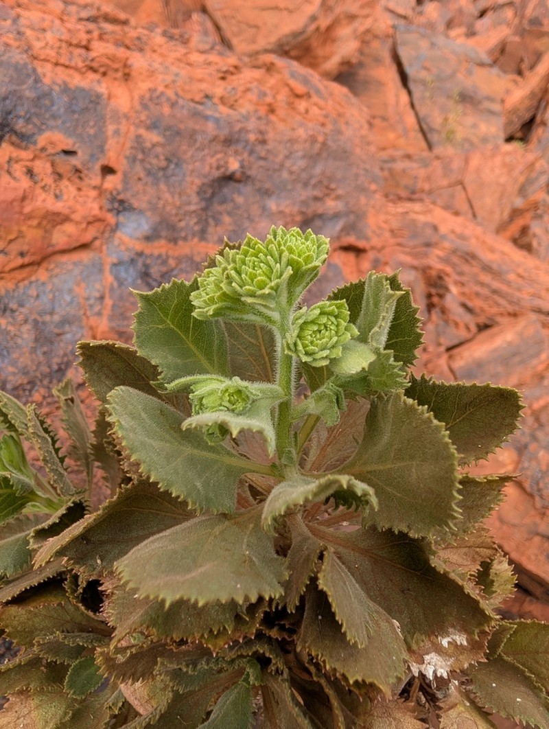Pilbara trudgenii