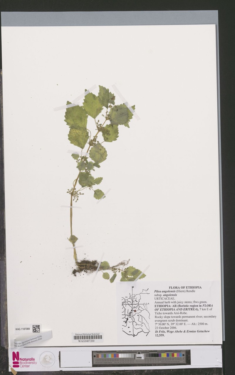 Pilea angolensis subsp. angolensis