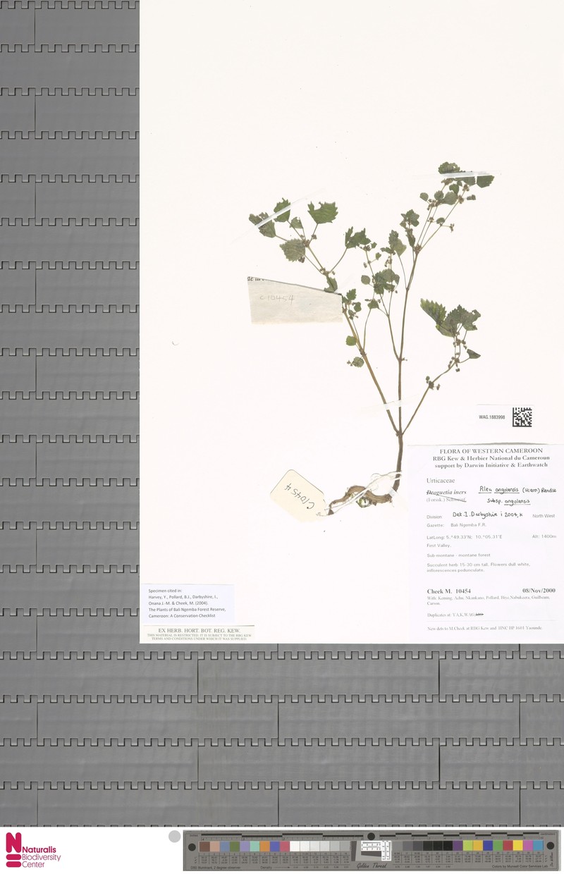 Pilea angolensis subsp. angolensis photo 2