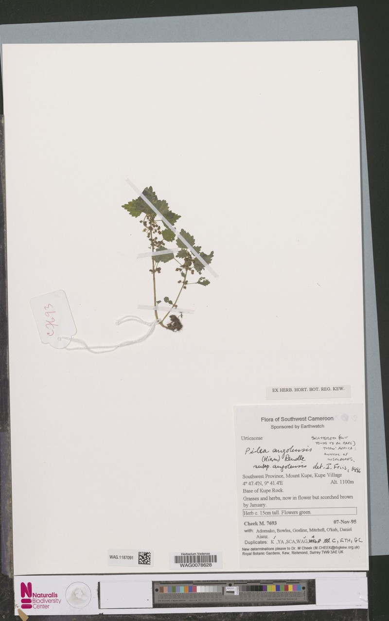 Pilea angolensis subsp. angolensis photo 3