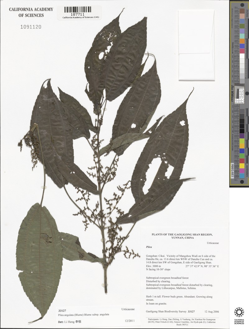 Pilea angulata subsp. angulata