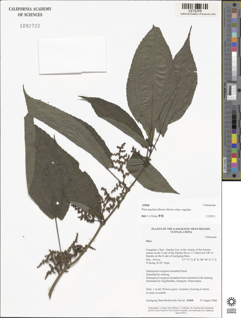 Pilea angulata subsp. angulata photo 2