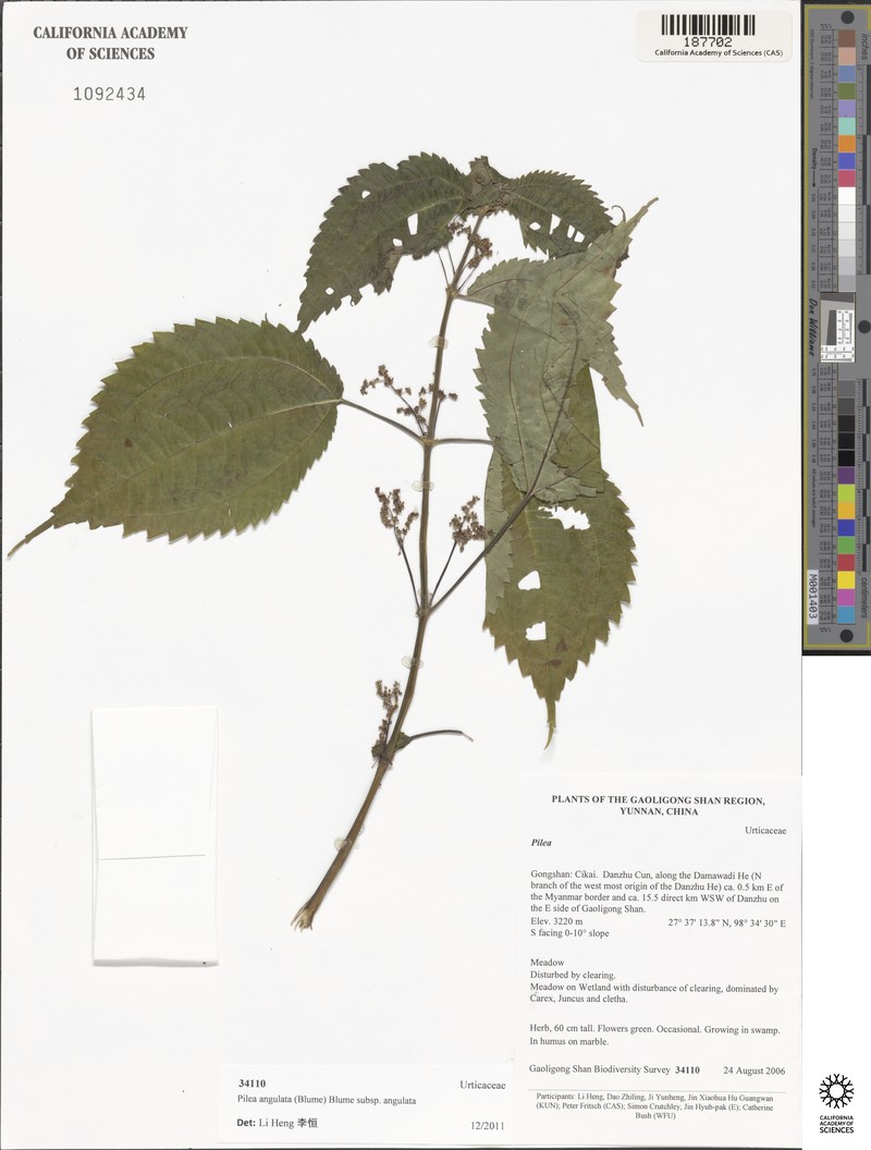 Pilea angulata subsp. angulata photo 3