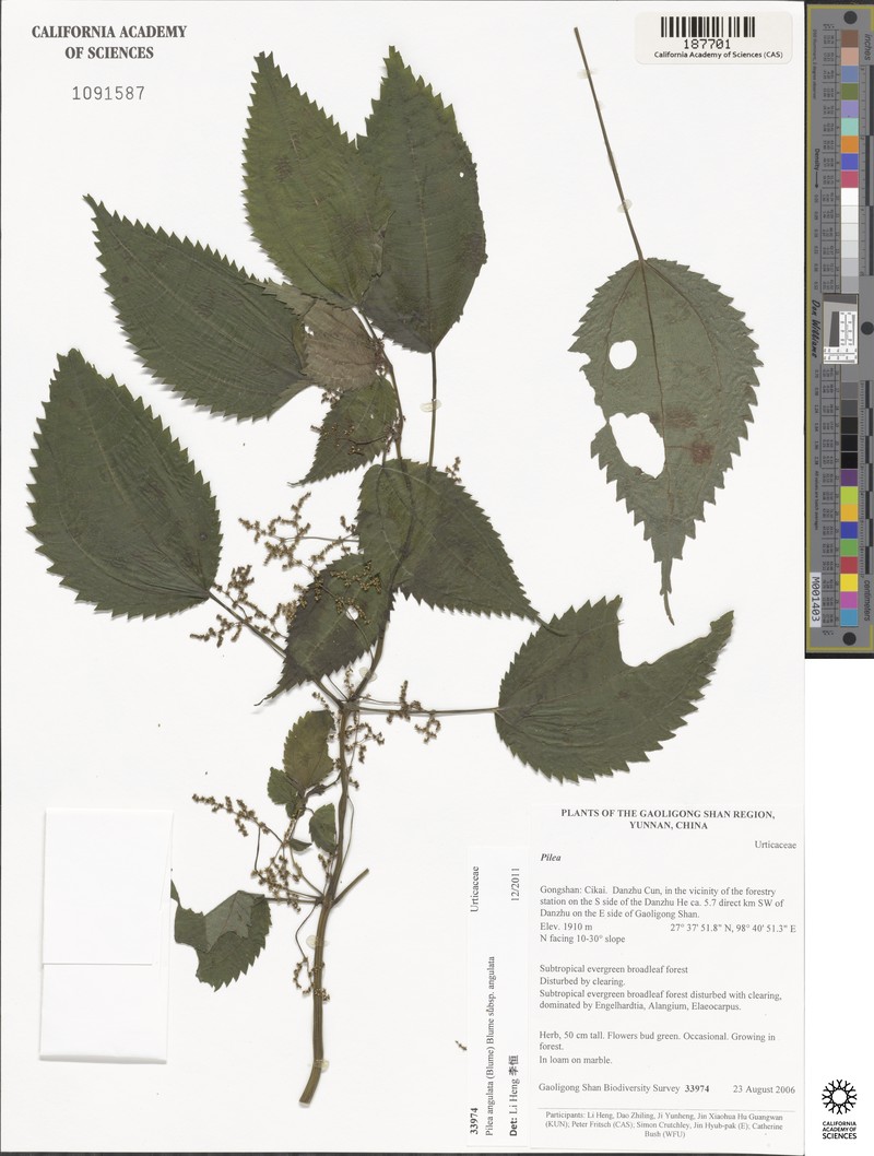 Pilea angulata subsp. angulata photo 4