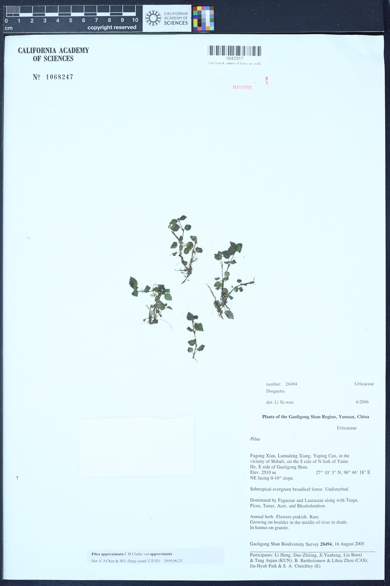 Pilea approximata var. approximata