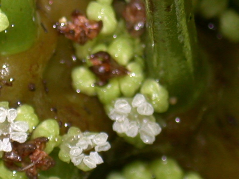 Pilea australis photo 3