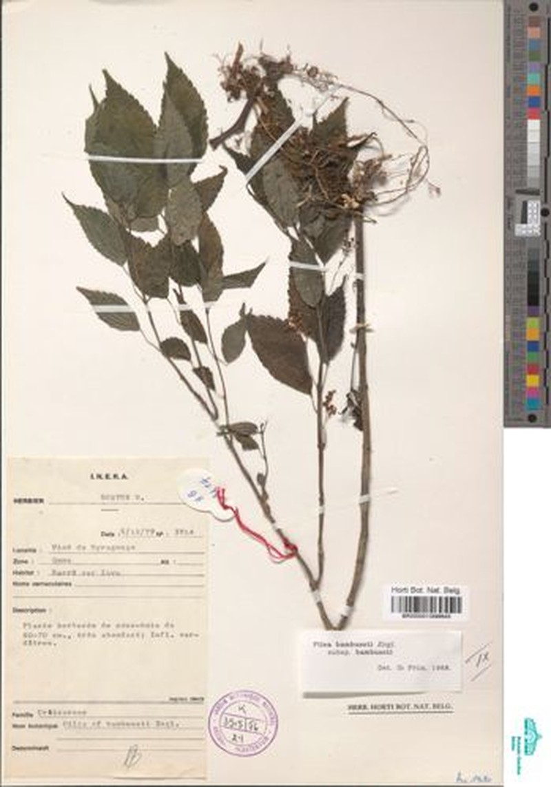 Pilea bambuseti subsp. bambuseti photo 2