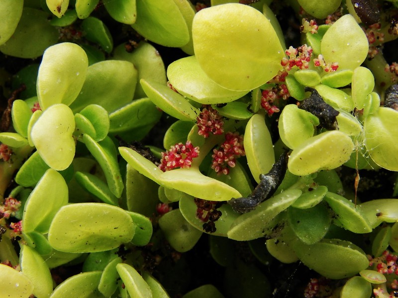 Pilea carautae