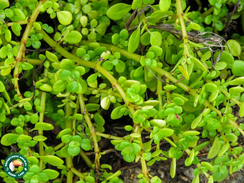 Pilea carautae photo 2