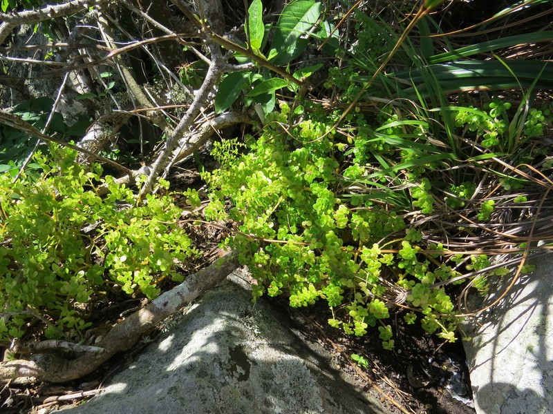 Pilea carautae photo 3
