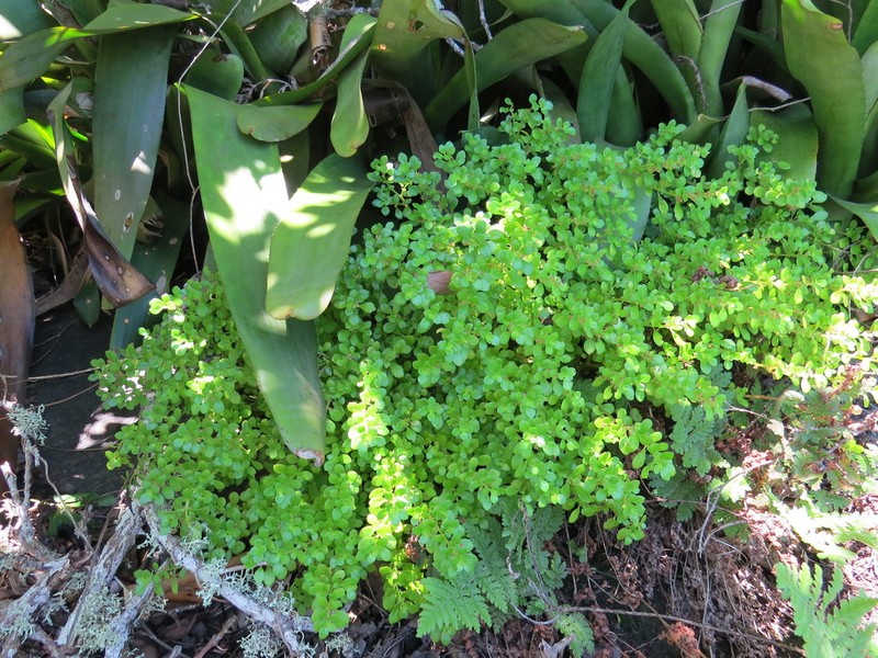Pilea carautae photo 6