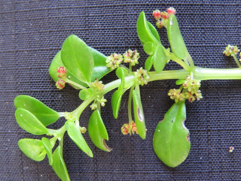 Pilea carautae photo 7