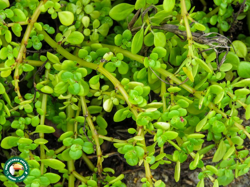 Pilea carautae photo 8