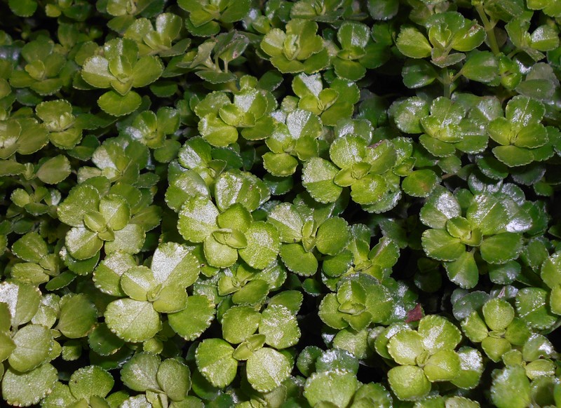 Depressed Clearweed photo 5