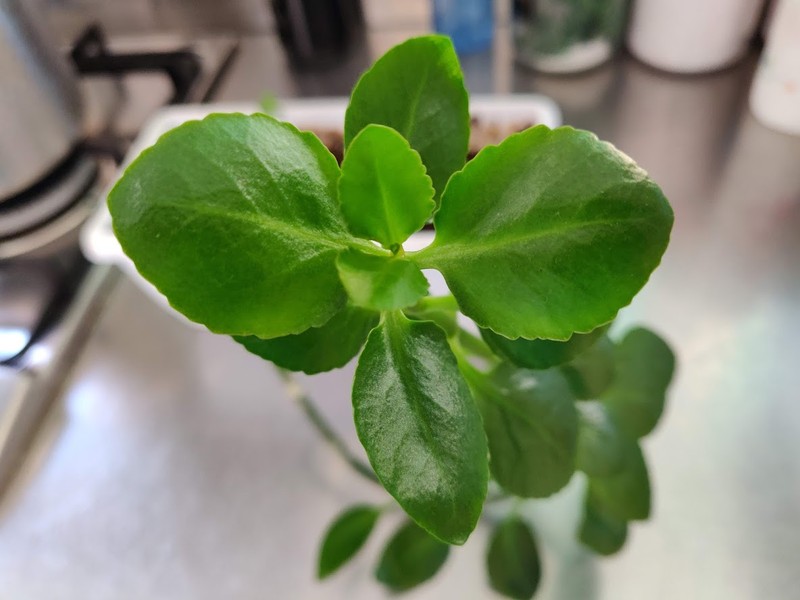 Depressed Clearweed photo 2