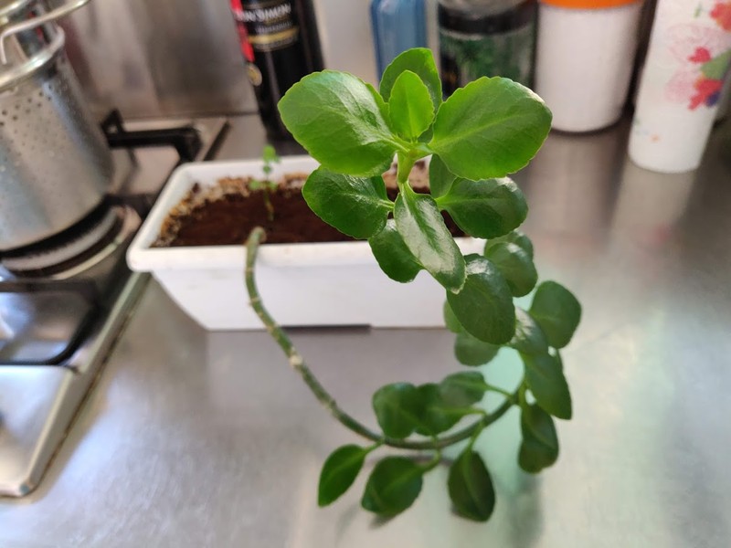 Depressed Clearweed photo 3