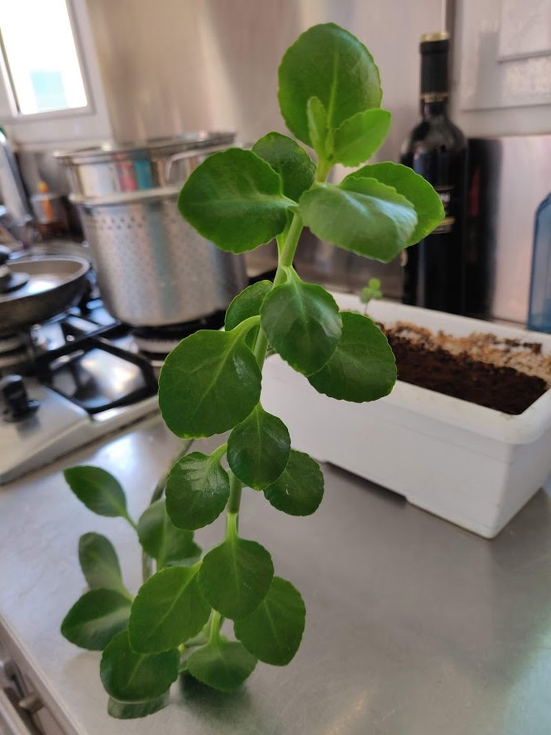 Depressed Clearweed photo 6