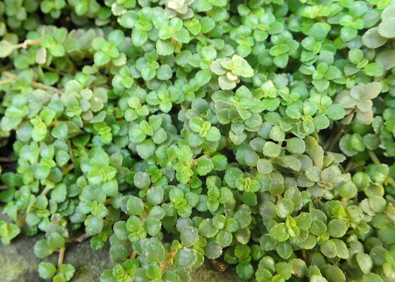 Depressed Clearweed photo 7