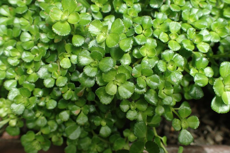 Depressed Clearweed photo 8