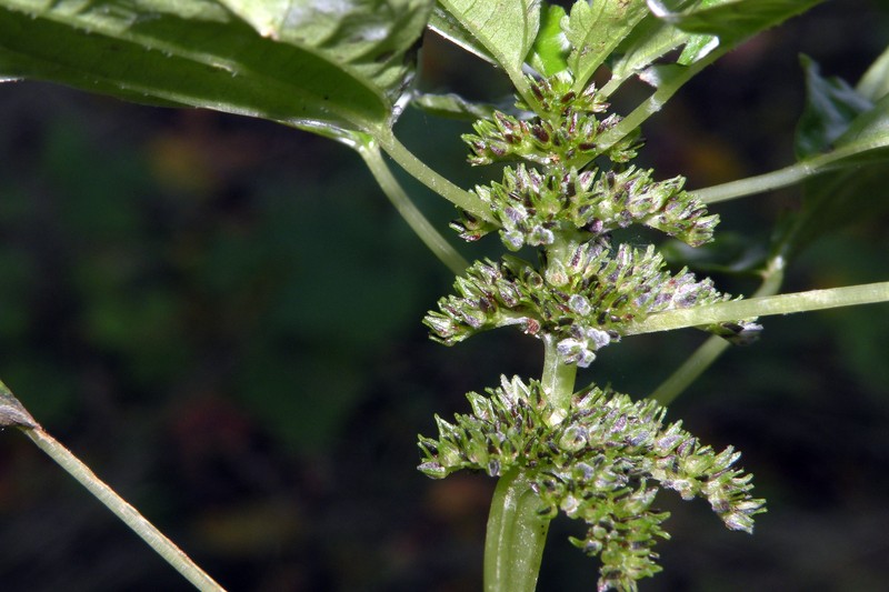 Lesser Clearweed photo 2