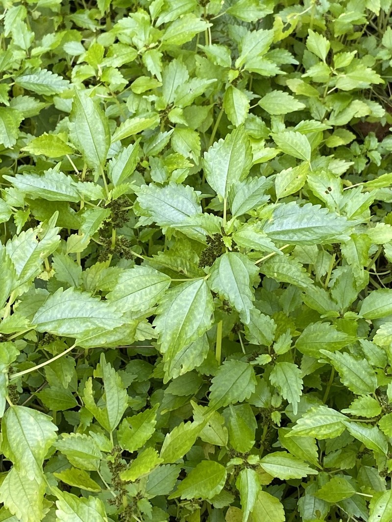 Lesser Clearweed photo 2