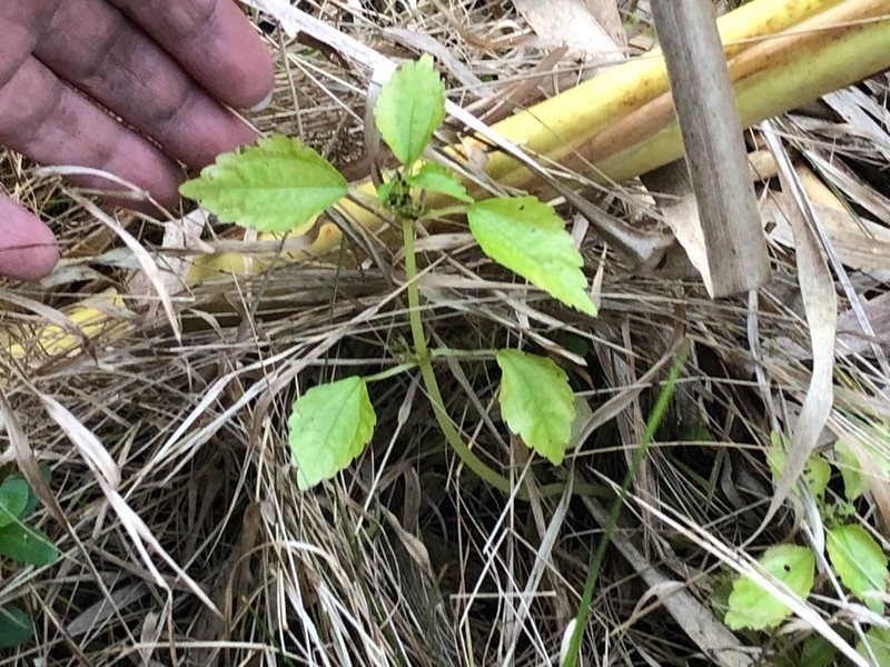 Lesser Clearweed photo 3