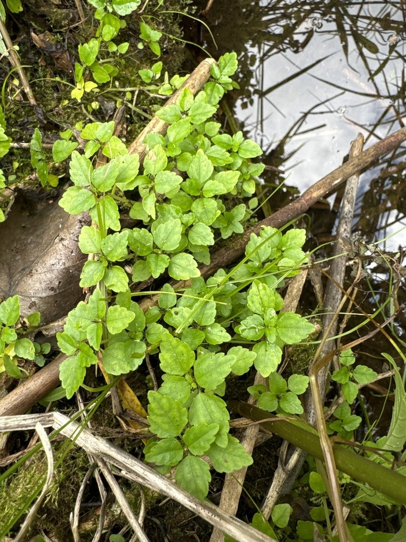 Lesser Clearweed photo 4