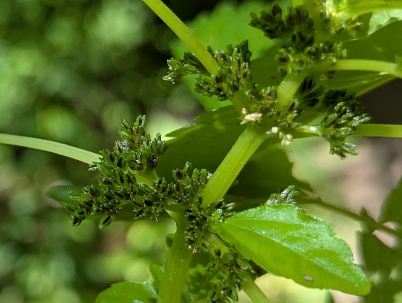 Lesser Clearweed photo 5