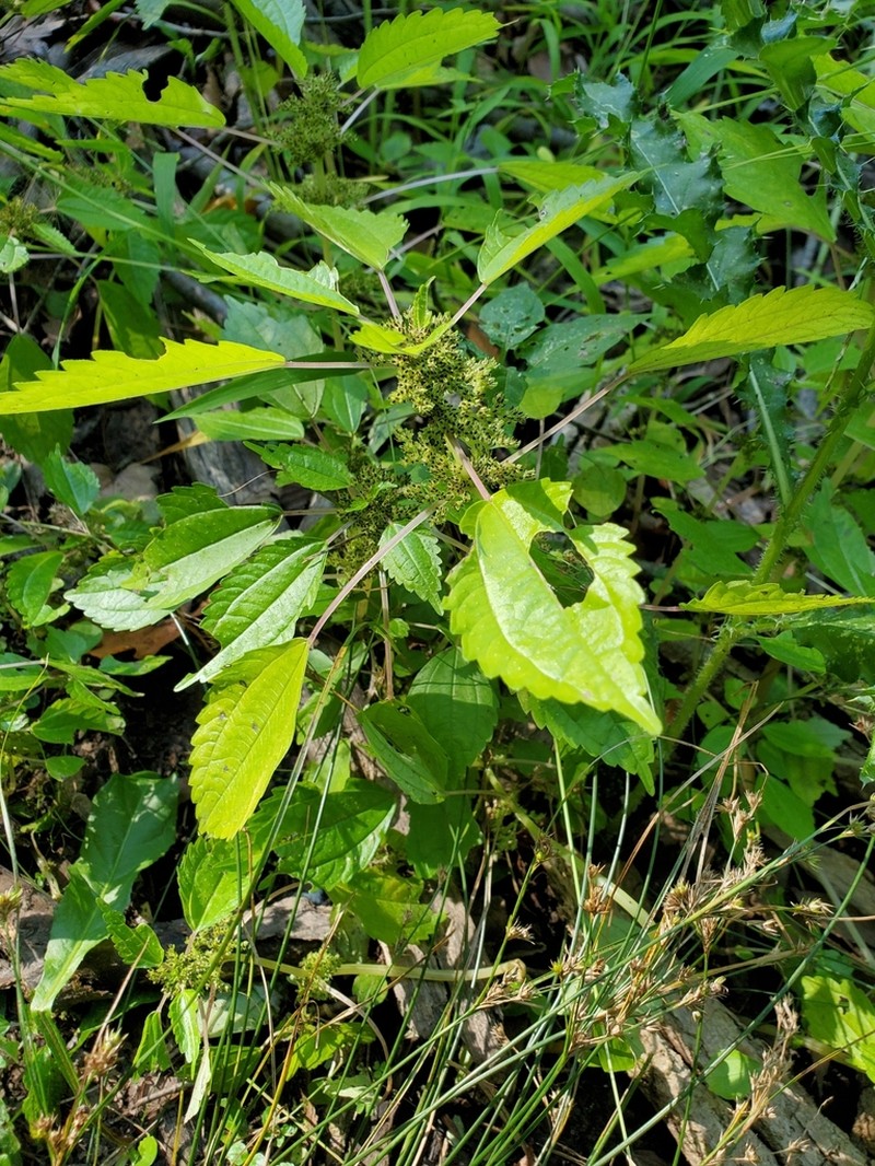 Lesser Clearweed photo 6