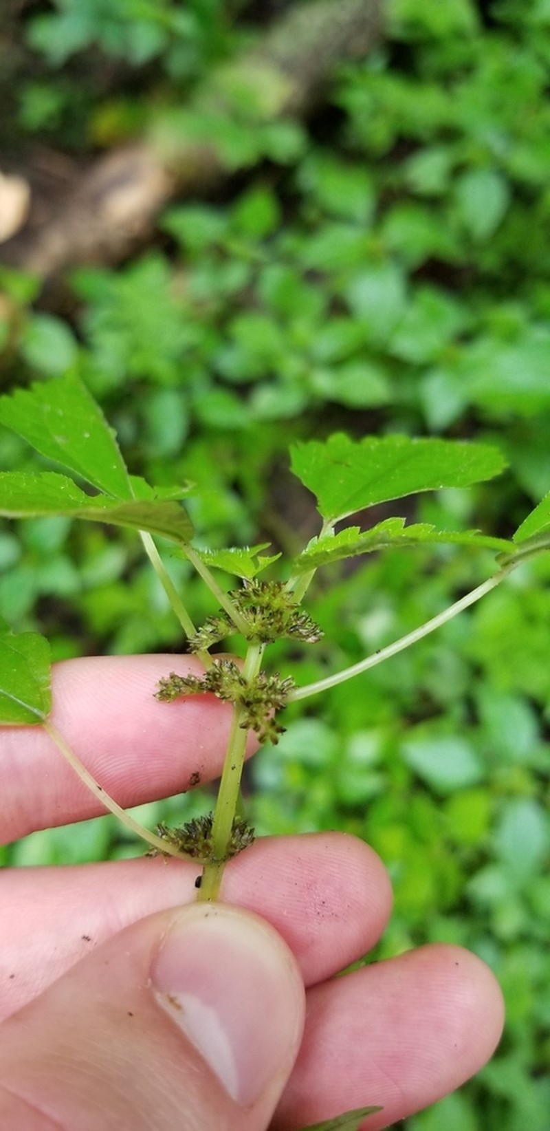 Lesser Clearweed photo 7