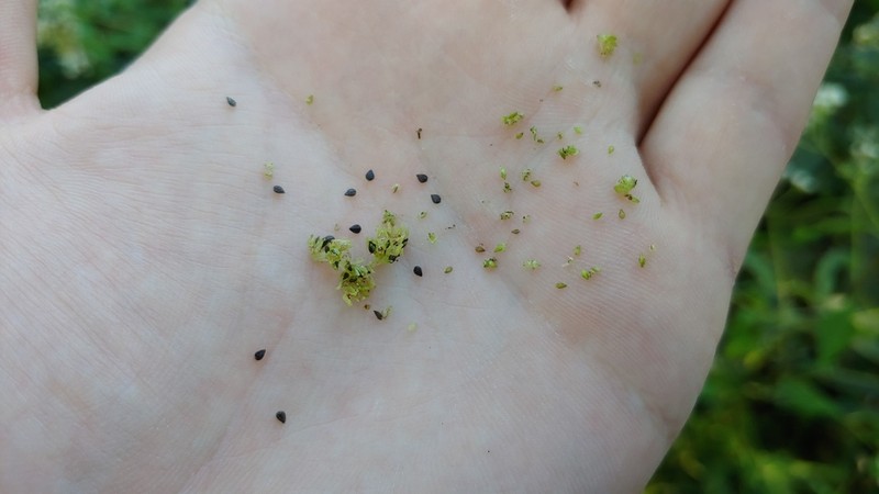 Lesser Clearweed photo 8