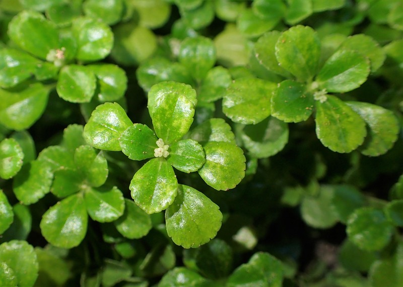 Caribbean Clearweed photo 2