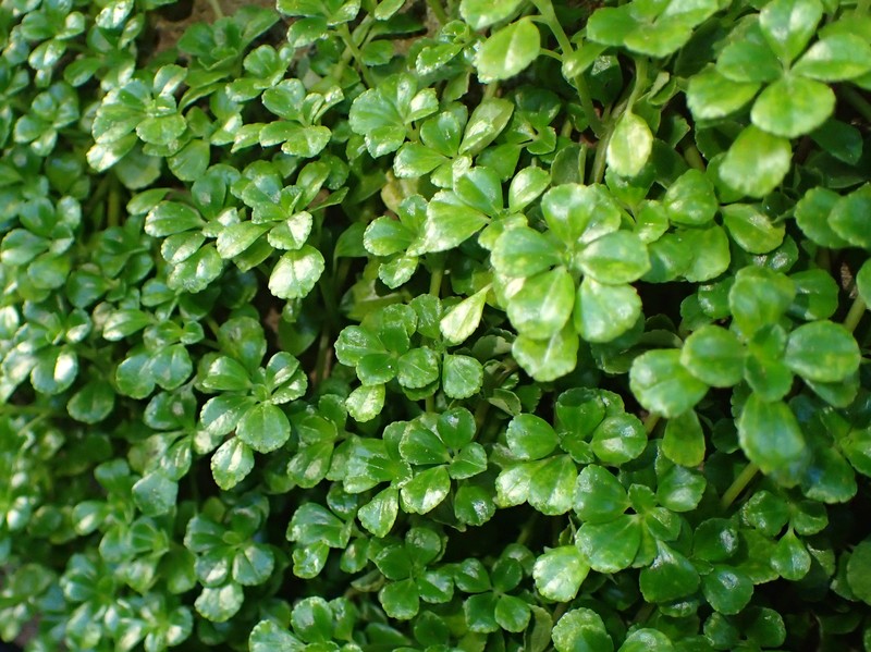Caribbean Clearweed photo 3