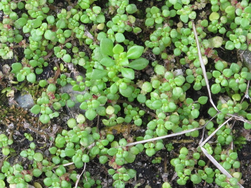 Caribbean Clearweed
