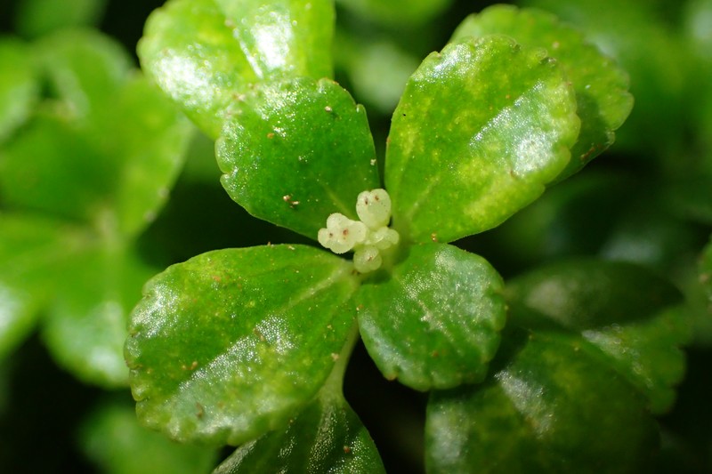 Caribbean Clearweed photo 4