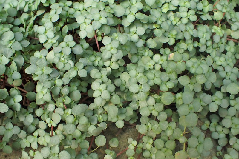 Caribbean Clearweed photo 5